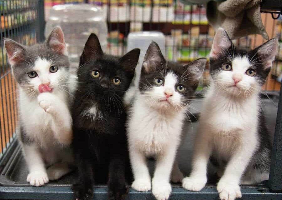 four-kittens-black-white-grey-si four-kittens-black-white-grey-si